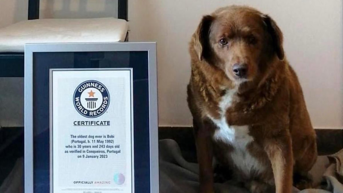 Bobi el perrito más viejo del mundo