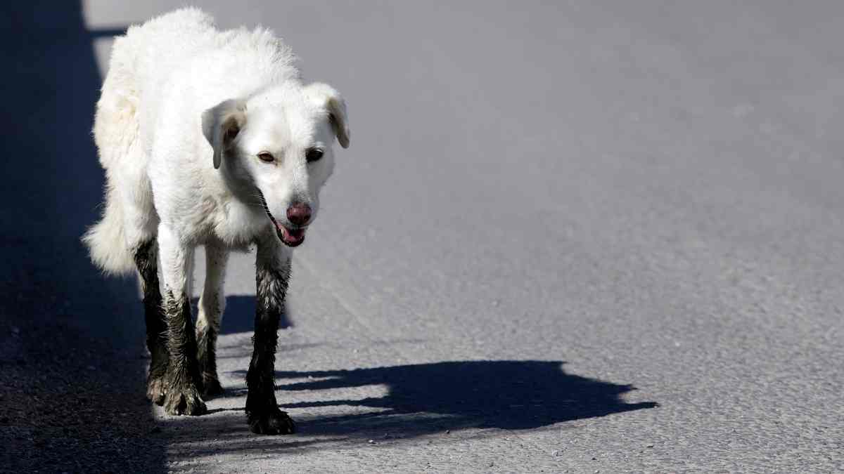 Perro callejero