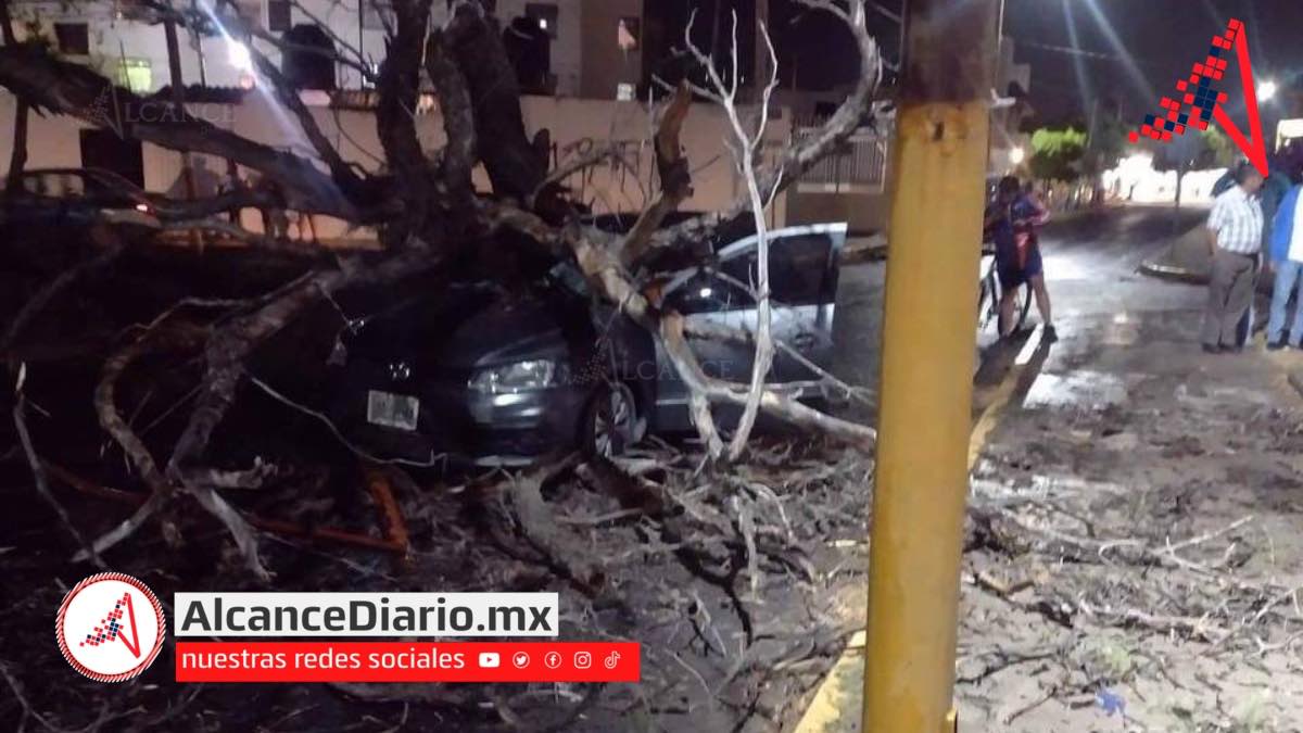 árbol en Tehuacán-2