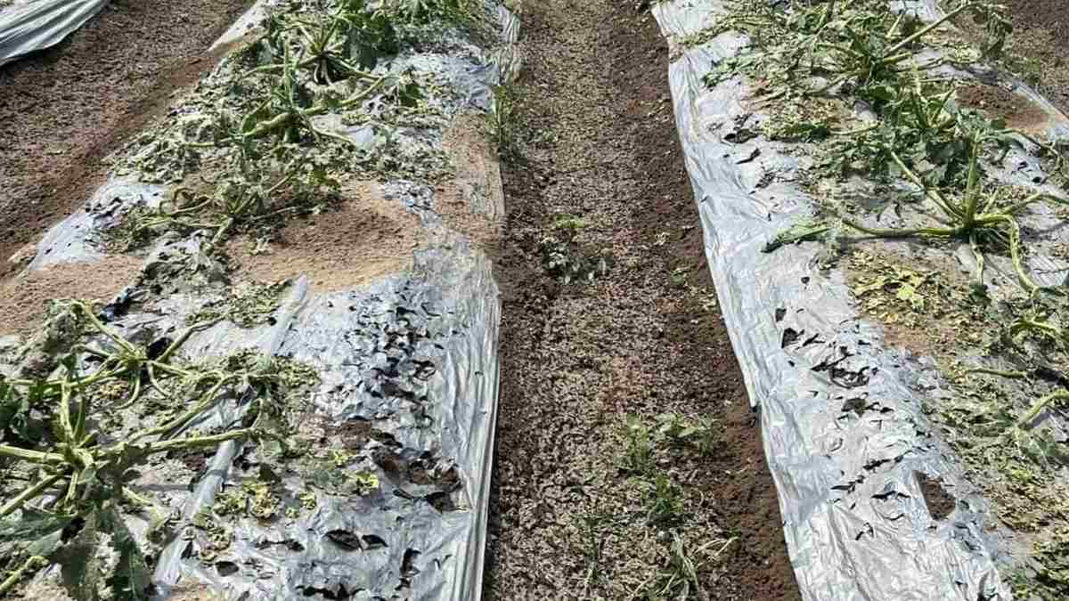 Granizo provocó daños en campos de cultivo de Quecholac