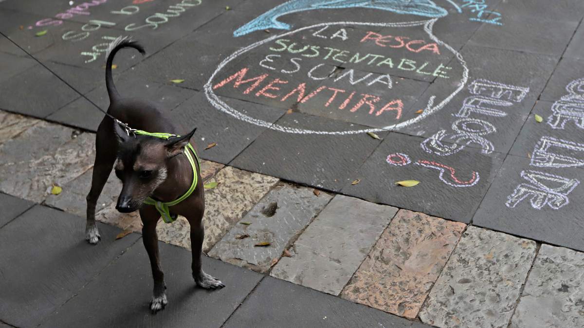Maltrato animal en Puebla