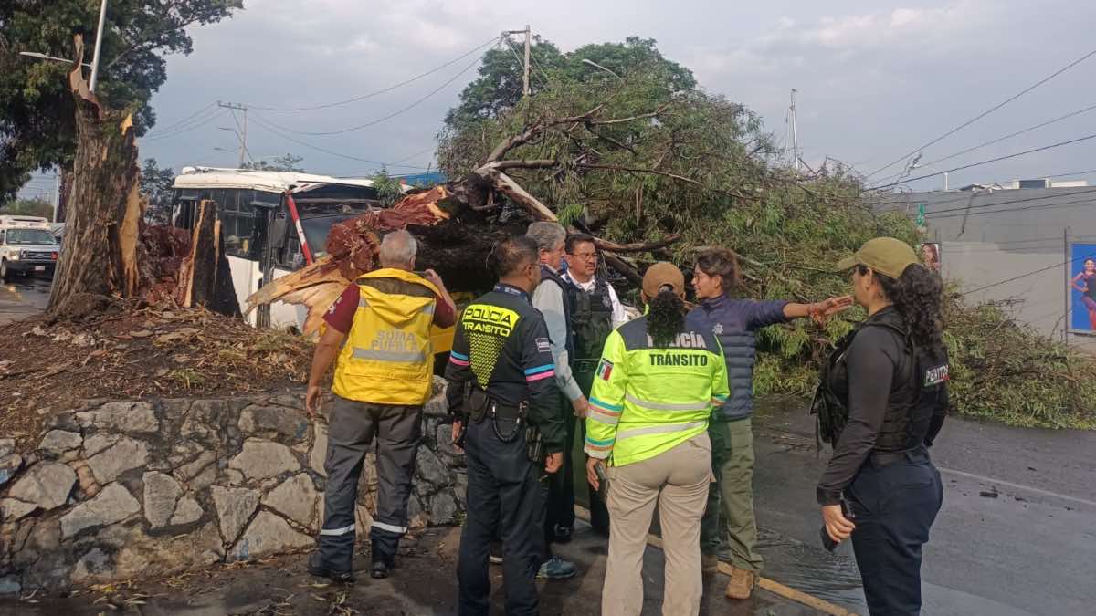 Árboles caídos en Puebla