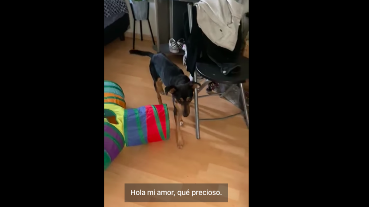 Tomy el perro rescatado