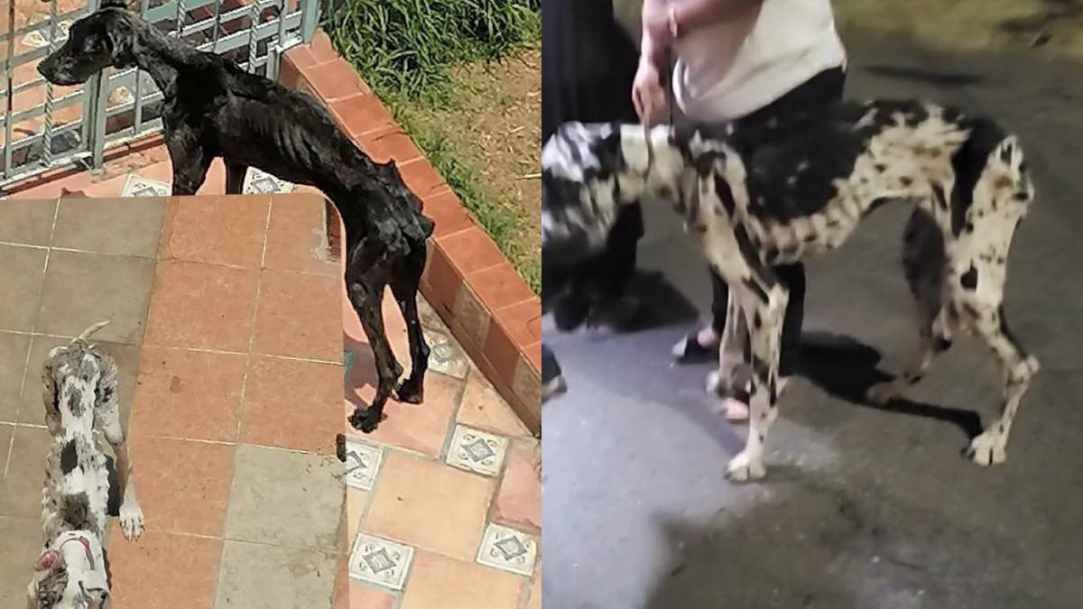 Perros La Paz