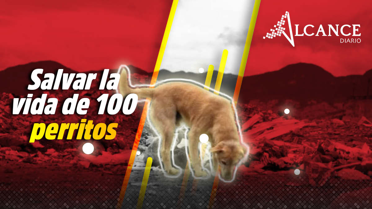 Salvar la vida de 100 perritos callejeros