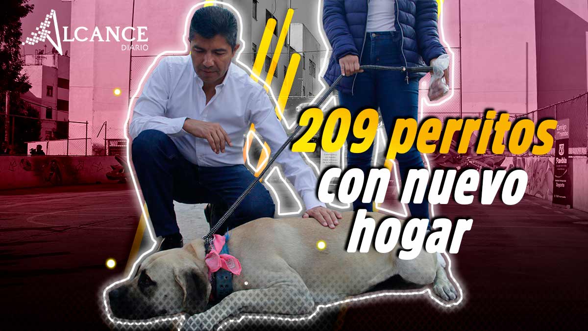 Programa Contigo y tus perritos da frutos: adoptan a 209 mascotas