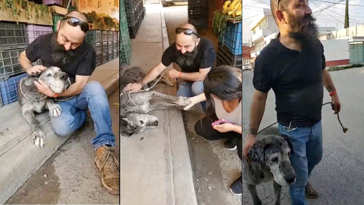 Después de cuatro años perdido, encuentra a su perro ‘Clarence’