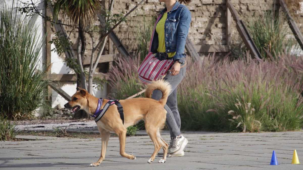 Estancia canina Lomas de Angelópolis
