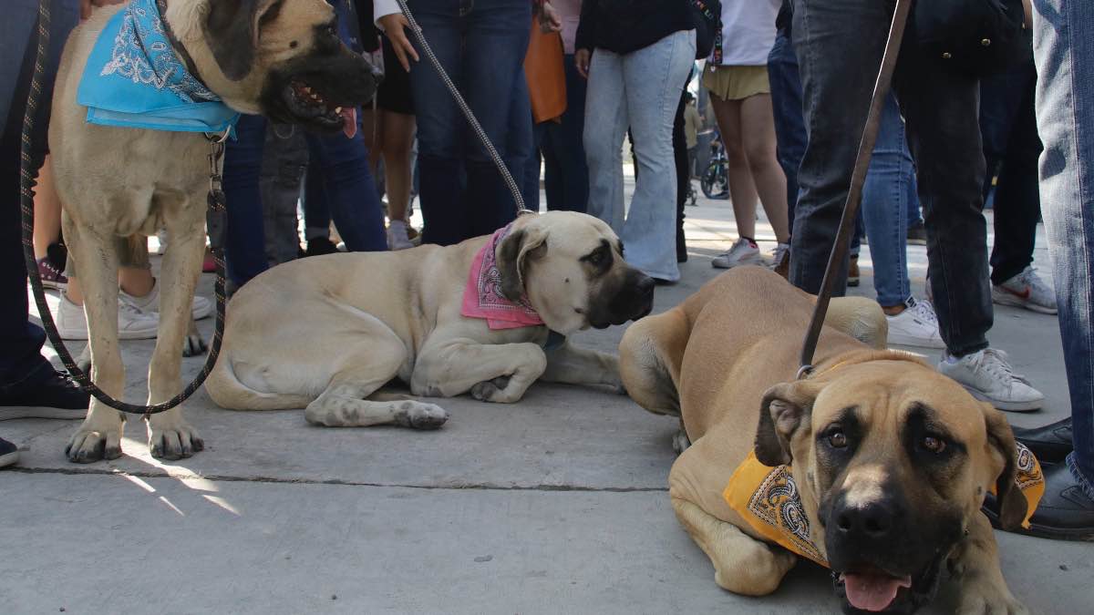 Golpe de calor en perritos