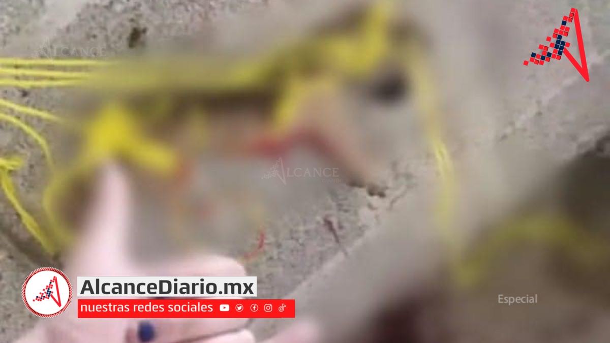 Perrito asesinado en Huauchinango-