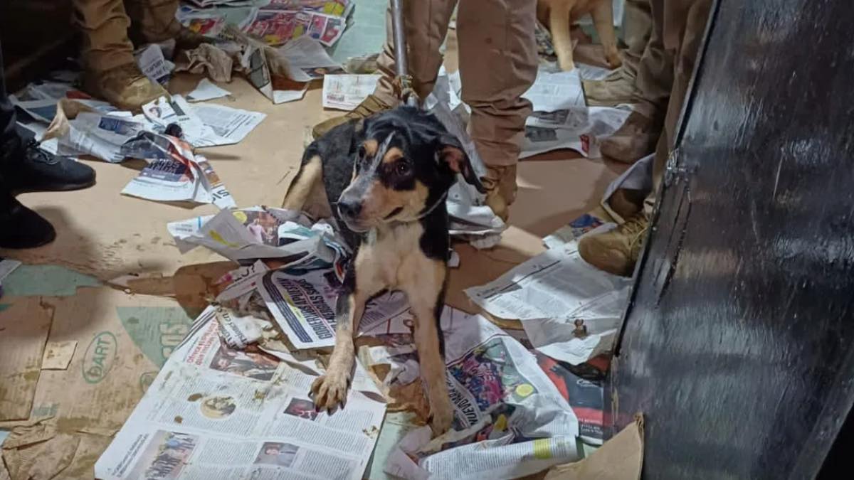 Rescatan a 60 perritos que tenían encerrados en casa de Culhuacán