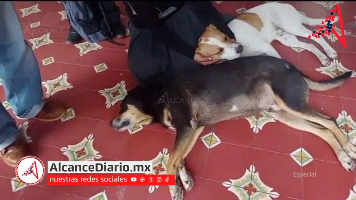 Tehuacán perros