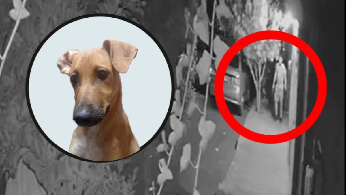 ¡Justicia para Kokoro! Perrito es asesinado a balazos en Ecatepec