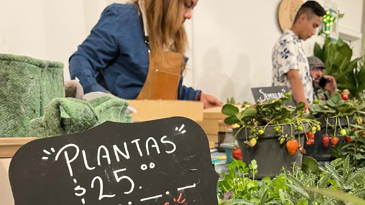 Amantes de la jardinería: ¡Plant Fest llega a Cholula este fin de semana!