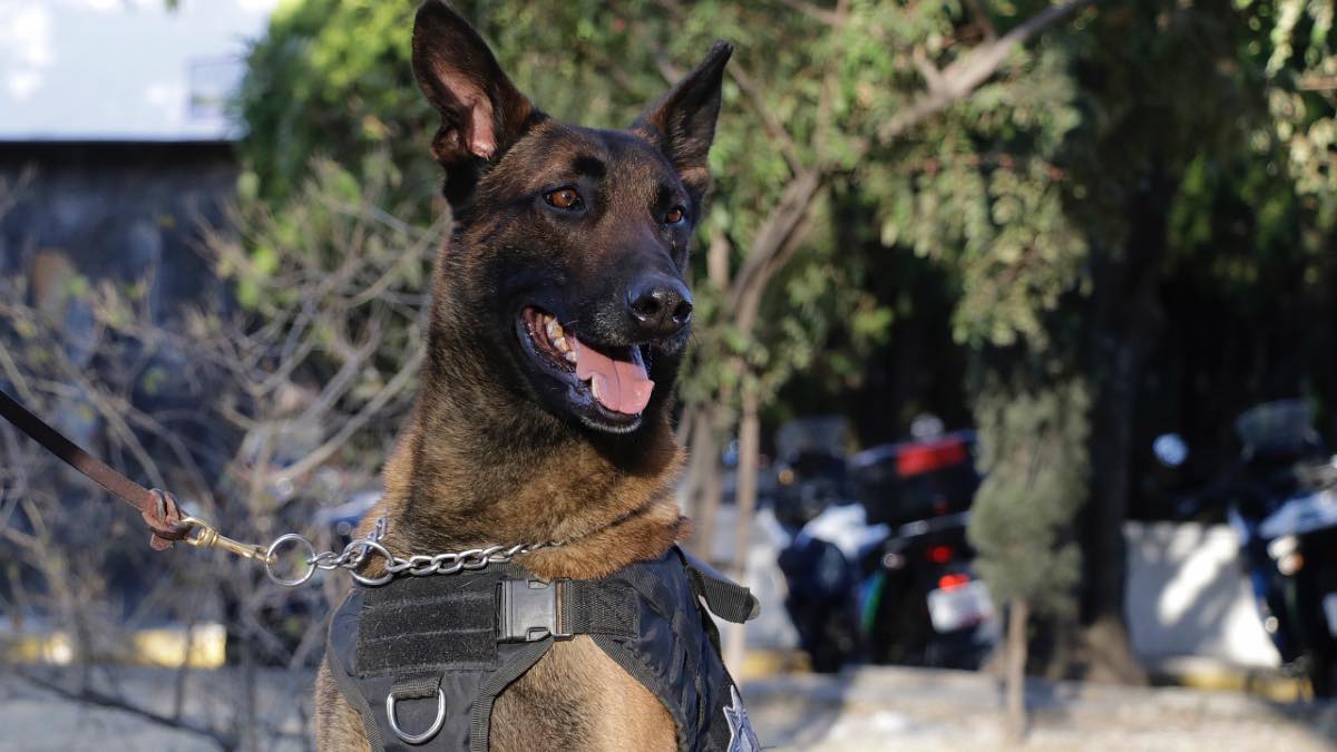 Imparten curso para binomios caninos sobre búsqueda y rescate de restos humanos