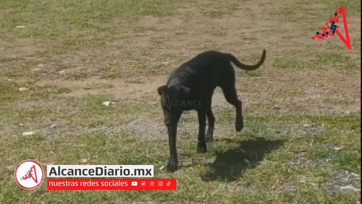 Zoófilia en Atlixco-2