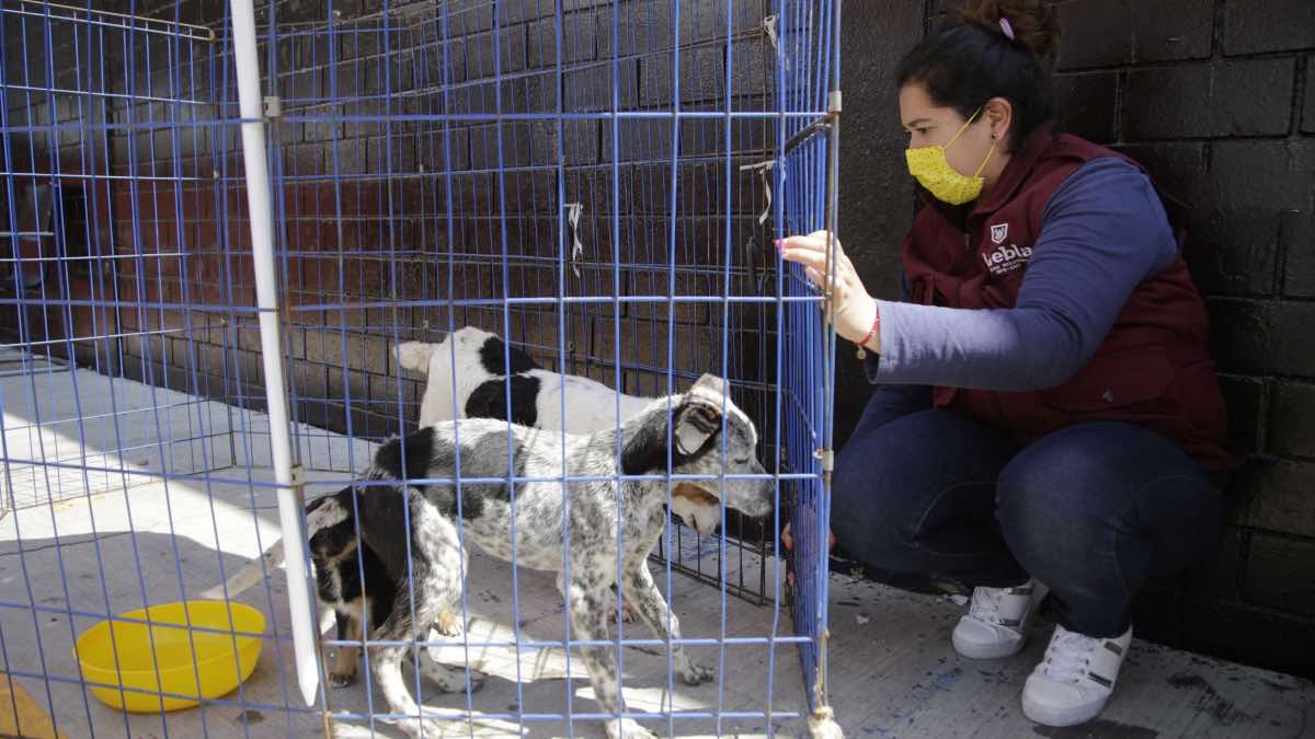 Maltrato animal