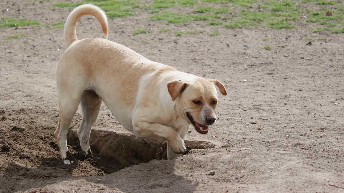 Maltrato animal Atlixco