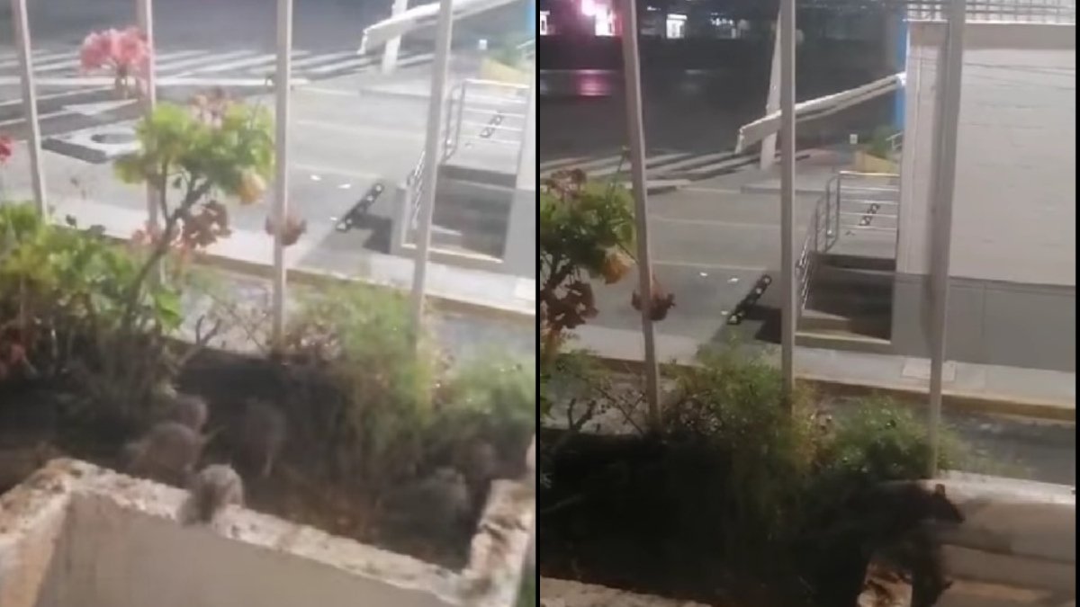 El Gran Takazo con plaga de ratas en bodega, reportan vecinos