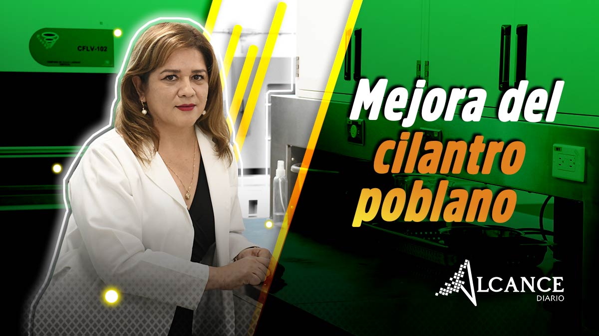 BUAP contribuye a la mejora de la producción del cilantro en Puebla