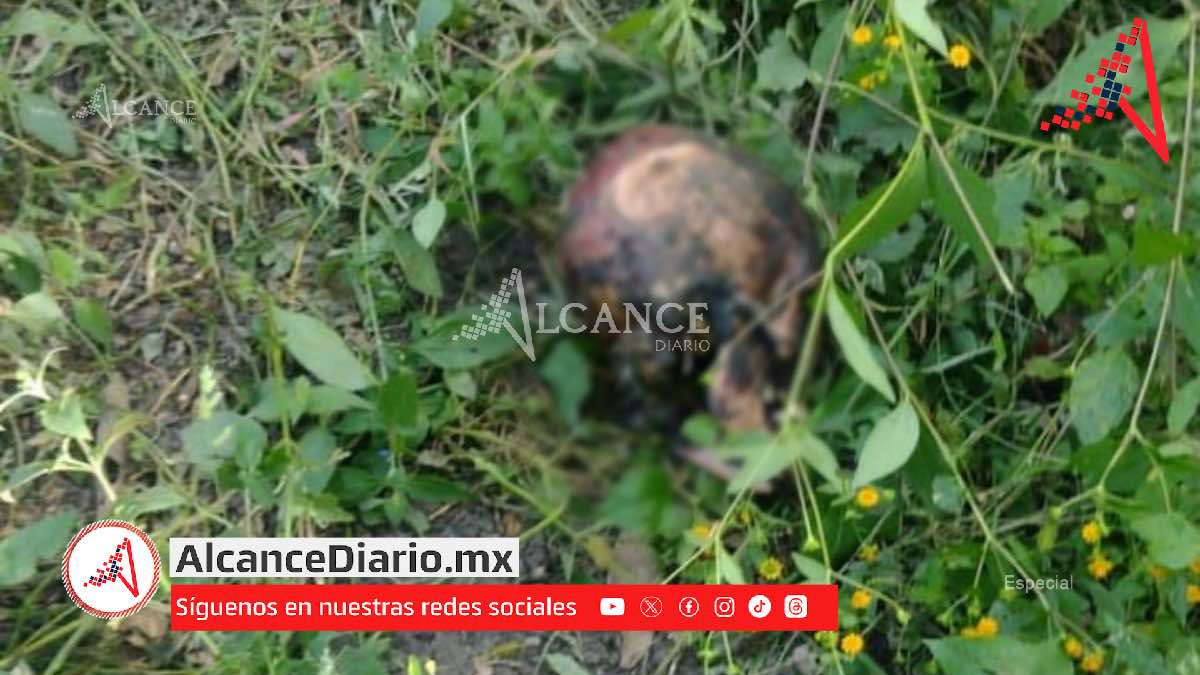 Localizan cráneo humano en terreno baldío de Huaquechula