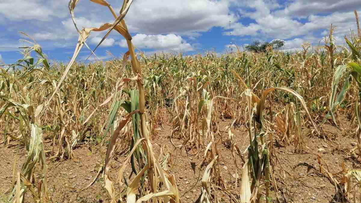 Vecinos de Mixteca Baja denuncian falta de apoyo ante las sequías
