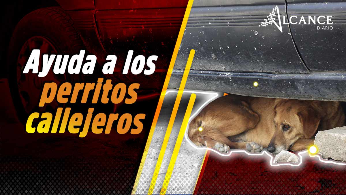 Así puedes ayudar a los perritos callejeros del intenso frío