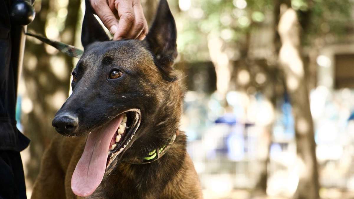 Él es Rocky, el lomito rescatado guardián del Parque Juárez
