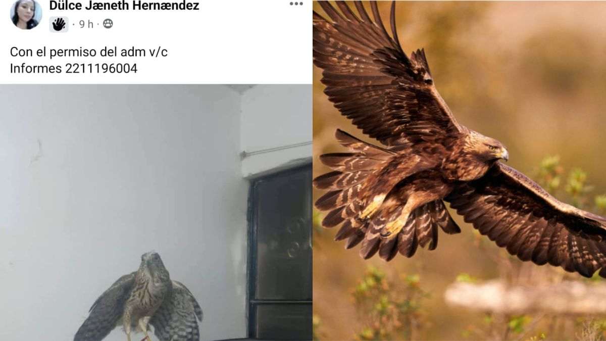 Intentan vender en Puebla una Águila Real