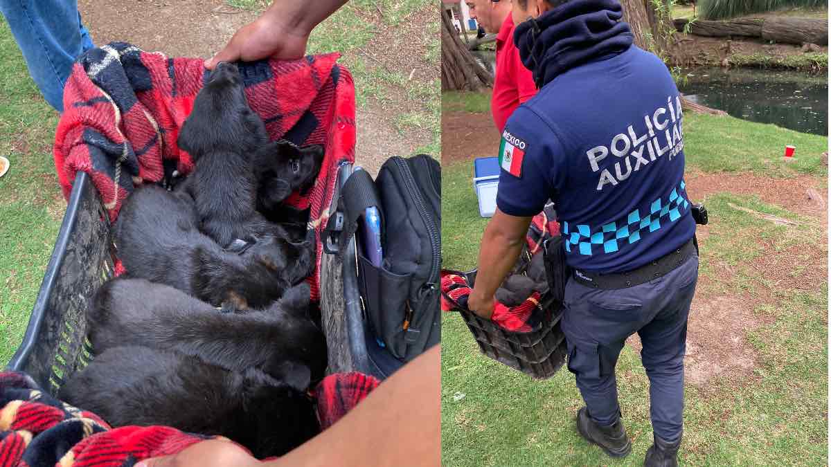 Policía salva a cachorros abandonados en ex Hacienda de Chautla