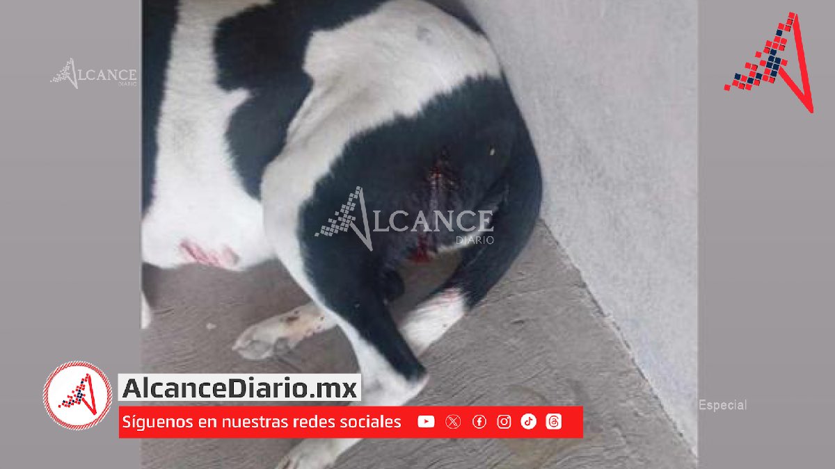 Sujeto le dispara a sus propios perros en Tepanco de López y amenaza a vecinos