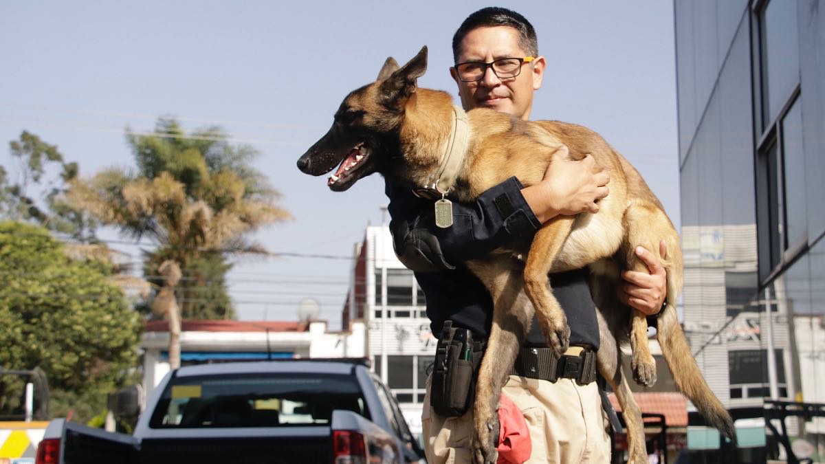Adopta un perrito jubilado de la Guardia Nacional