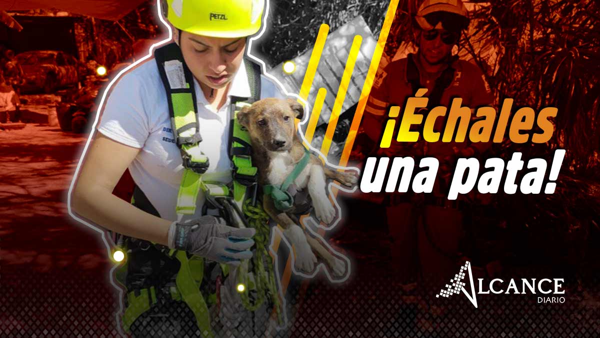 ¡Échales una pata! URSVA pide ayuda para seguir rescatando perritos de la calle