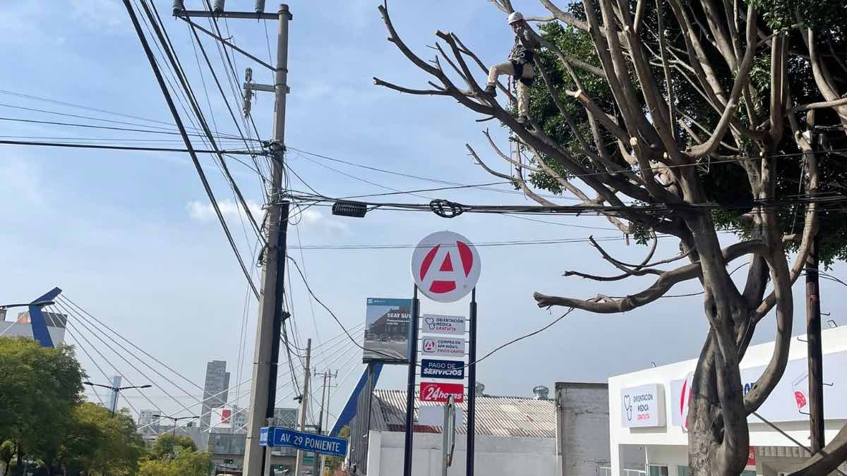 Farmacias del Ahorro poda árbol en Puebla para que se vea su logo
