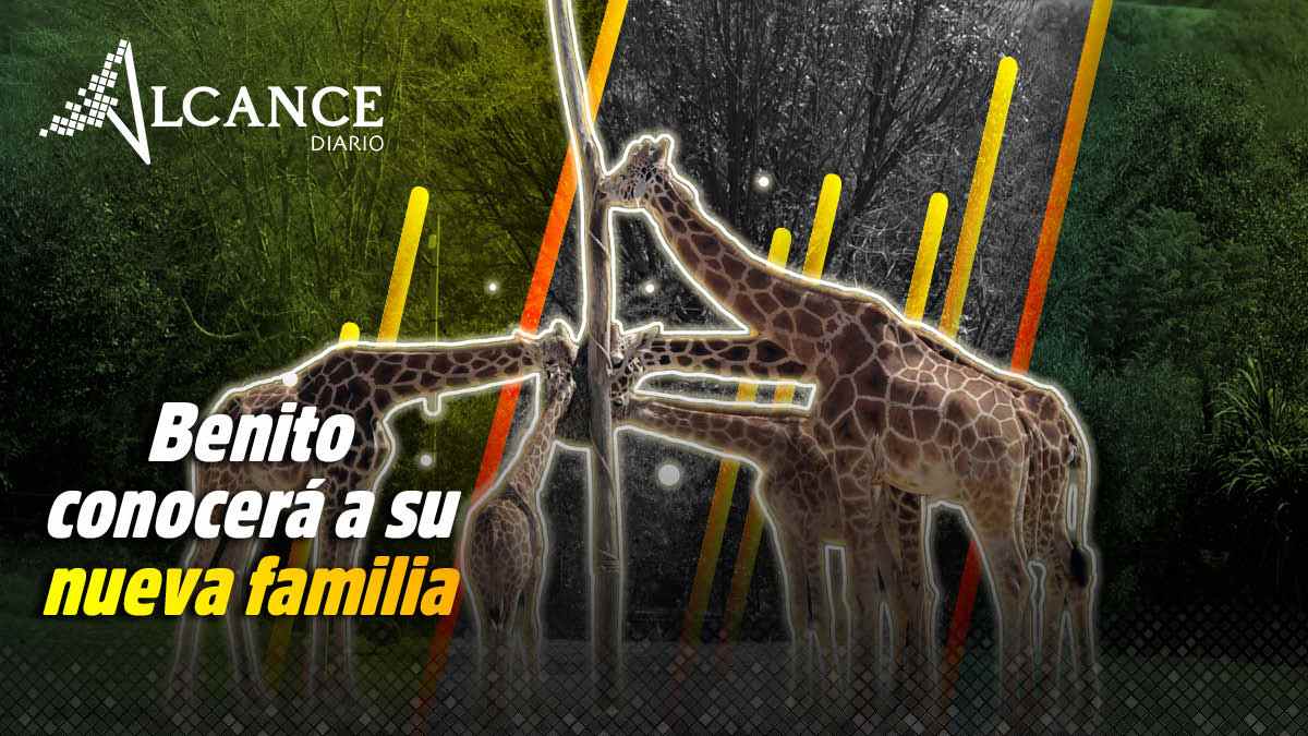 Benito "brinca" la cuarentena y el sábado conocerá a su nueva familia de Africam Safari