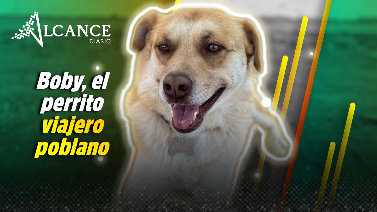 Conoce a Boby, el perrito que viaja en camiones de Puebla