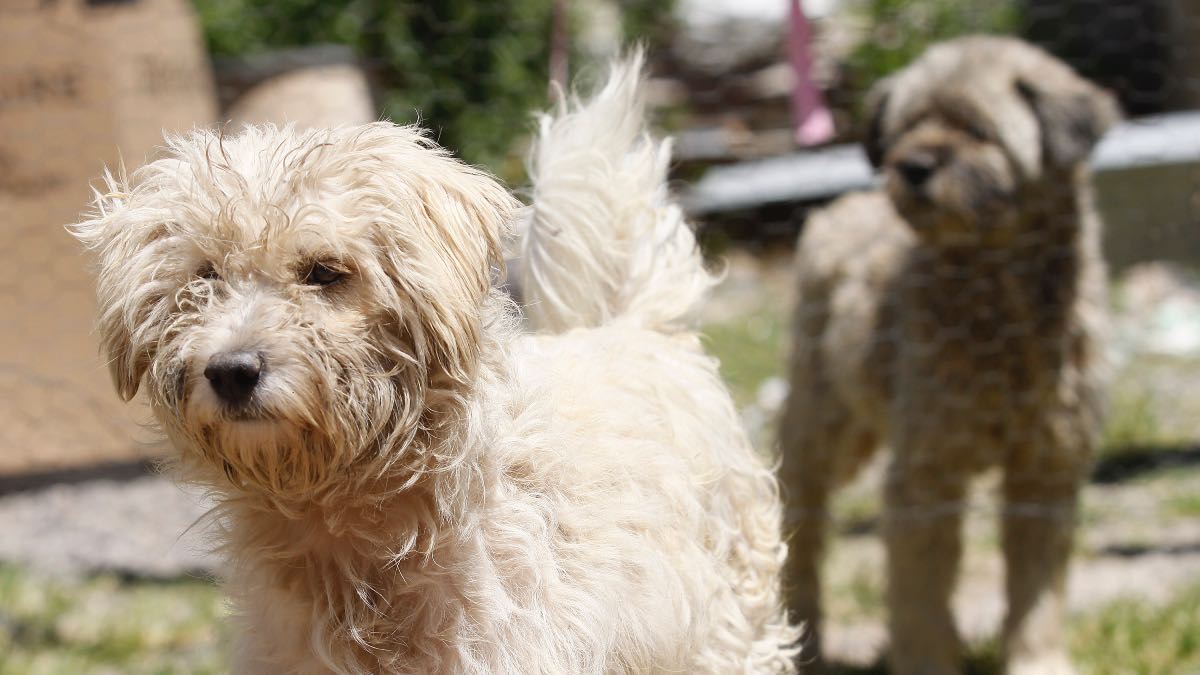 Enero, el mes donde hay más perritos abandonados