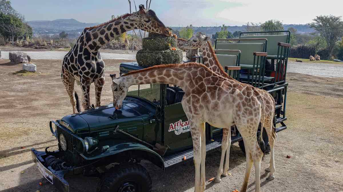 ¿Cuánto y cómo ver a la jirafa Benito en Africam Safari?