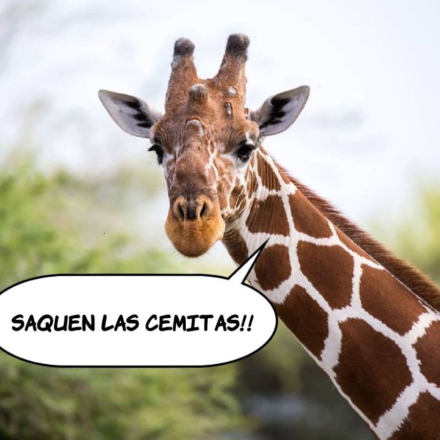 (Fotos) La jirafa Benito llega a Puebla y los memes explotan