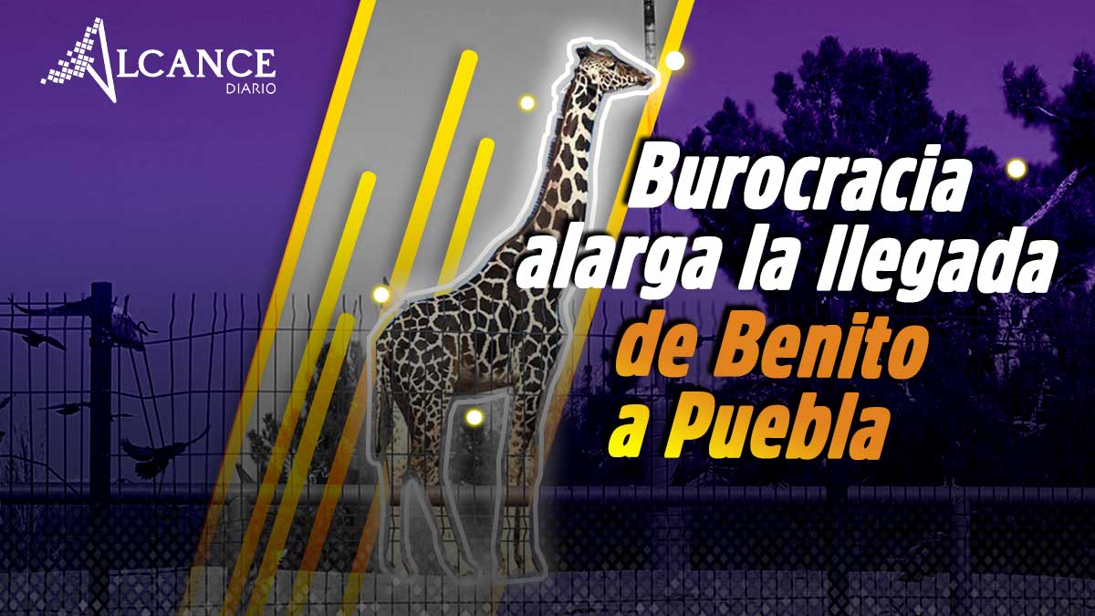Profepa pide 1.5 millones de pesos para liberar traslado de la jirafa Benito