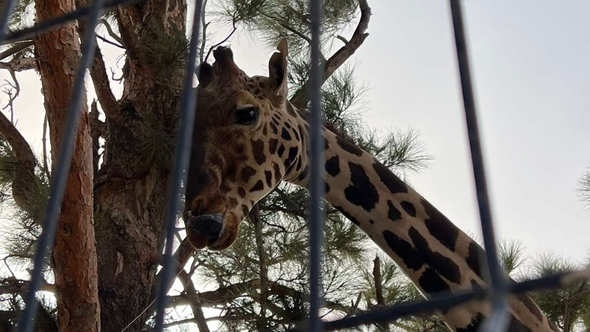 Profepa frena el traslado de Benito a Africam Safari en Puebla