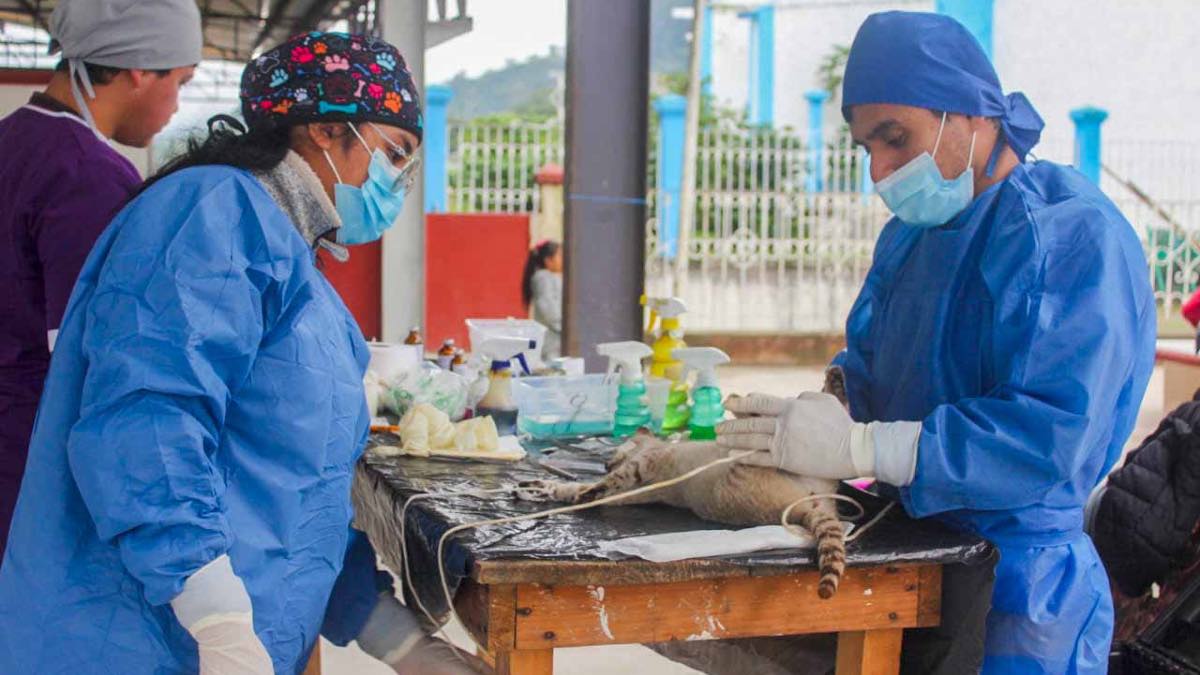 Realizan en Huitzilan campaña de esterilización de perros y gatos