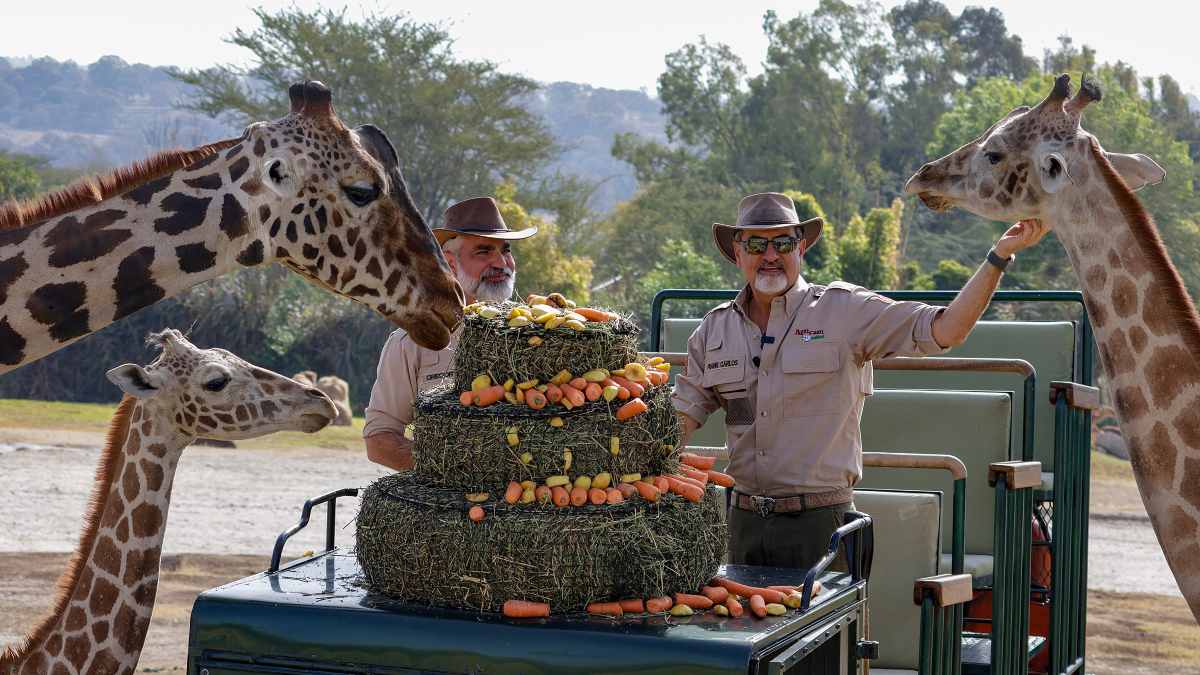 ¡Final feliz! Benito se reúne con su nueva familia de jirafas