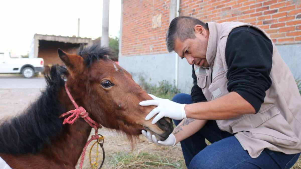 ¿Cómo sigue Mila, la potranca rescatada en Coronango?
