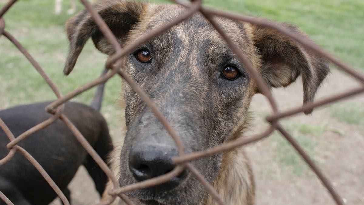 Animalistas buscan el rescate de más de 500 perros del basurero municipal en Puebla