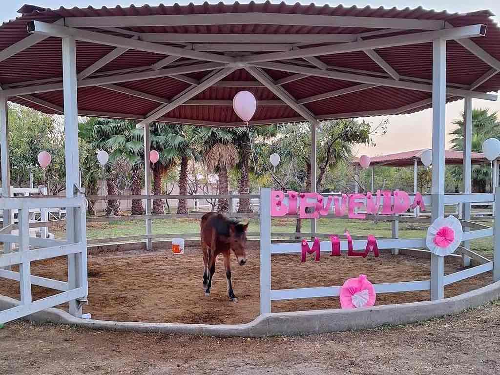 Caso de potranca Mila podría ser primera judicialización contra un equino en México