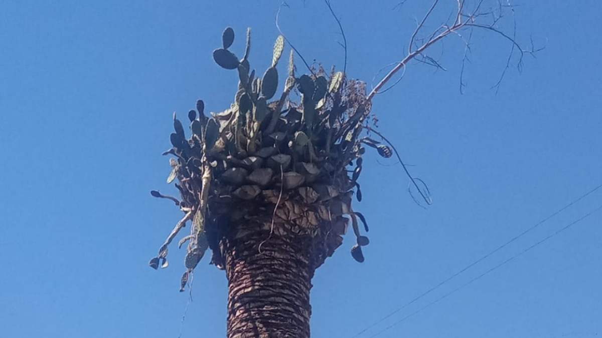 Nopal crece arriba de una palmera cerca de Casa Aguayo