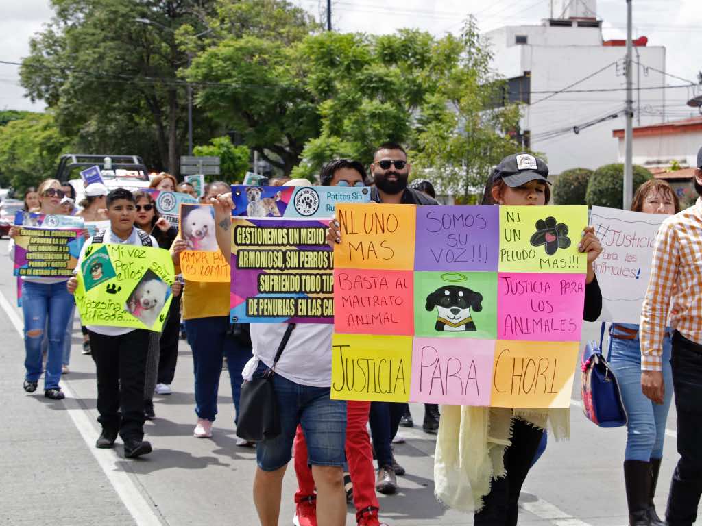 Más de mil denuncias por maltrato recibió el Instituto del Bienestar Animal en tres años