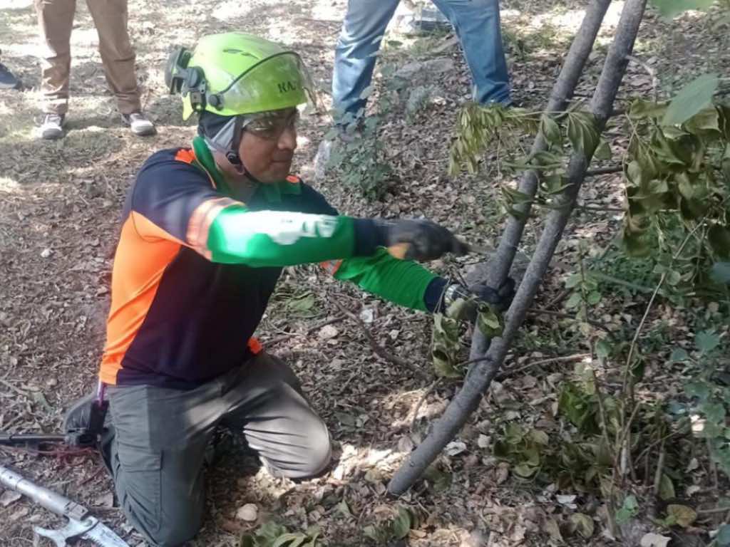 Así puedes acreditarte como dictaminador de arbolado urbano en Puebla Capital