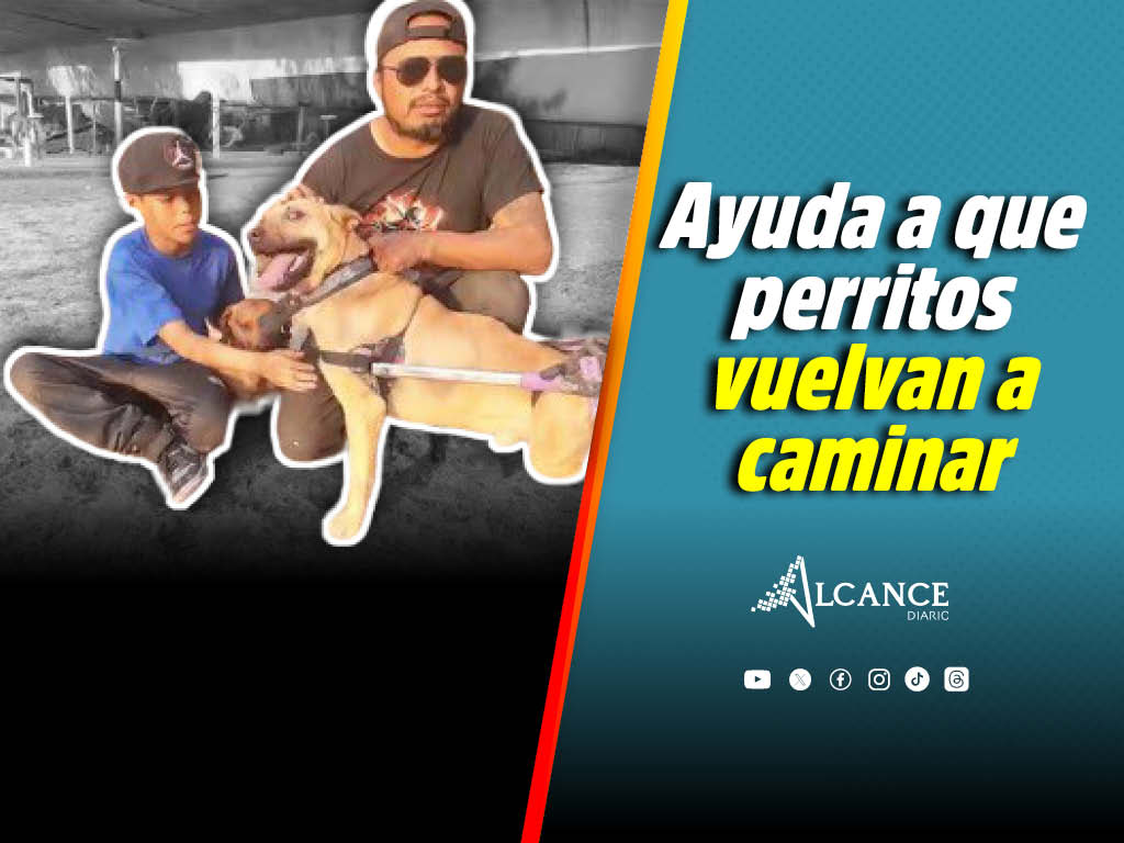 Buscan apoyo para crear sillas de ruedas para perritos discapacitados